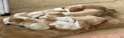 Beagle dogs for sale: Beagle 2 - Ad 7