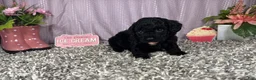 Miniature Poodle dogs for sale: Miniature Poodle 4 - Ad 6