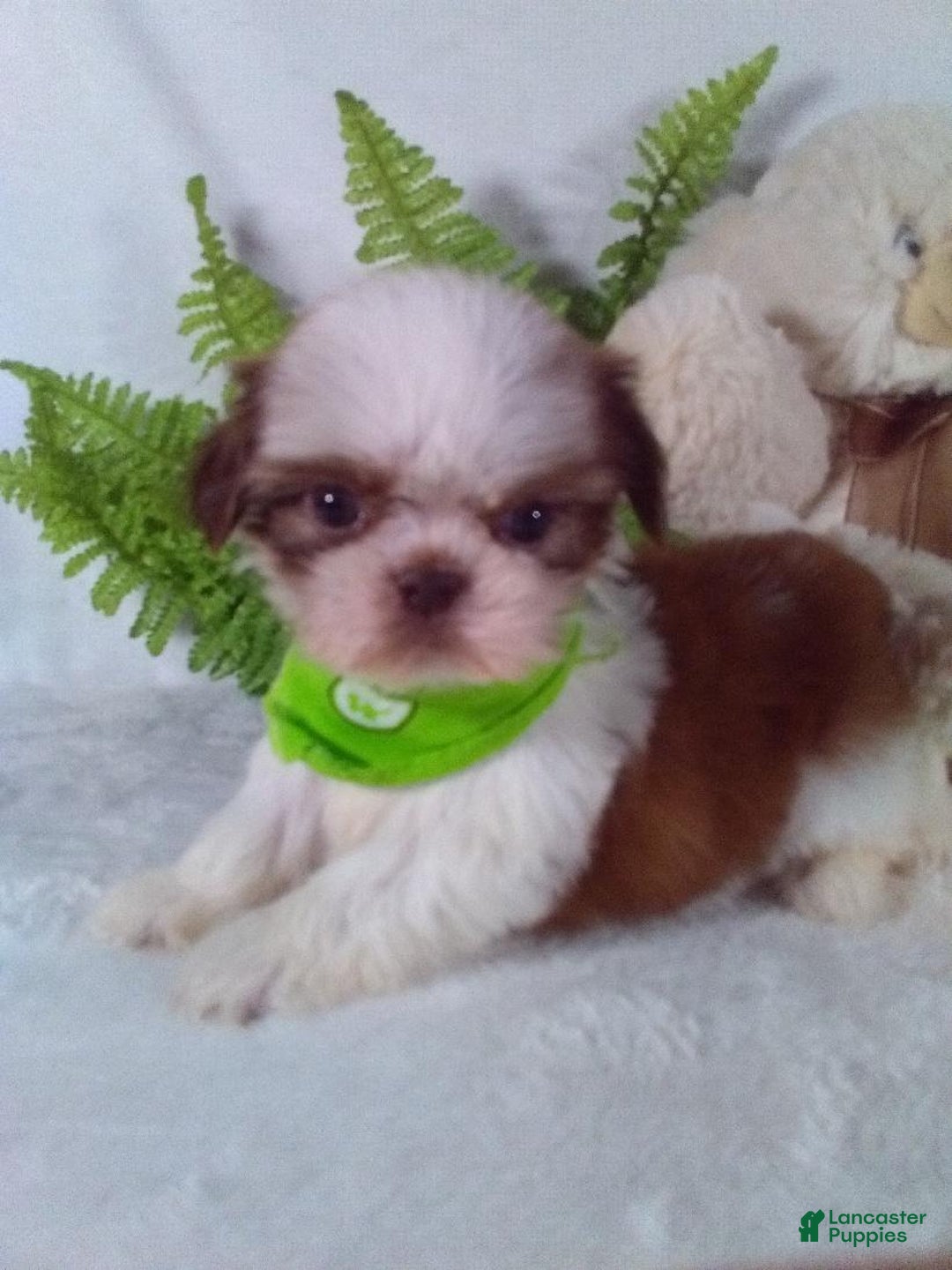 Shih Tzu dogs for sale: Benji - Ad 3