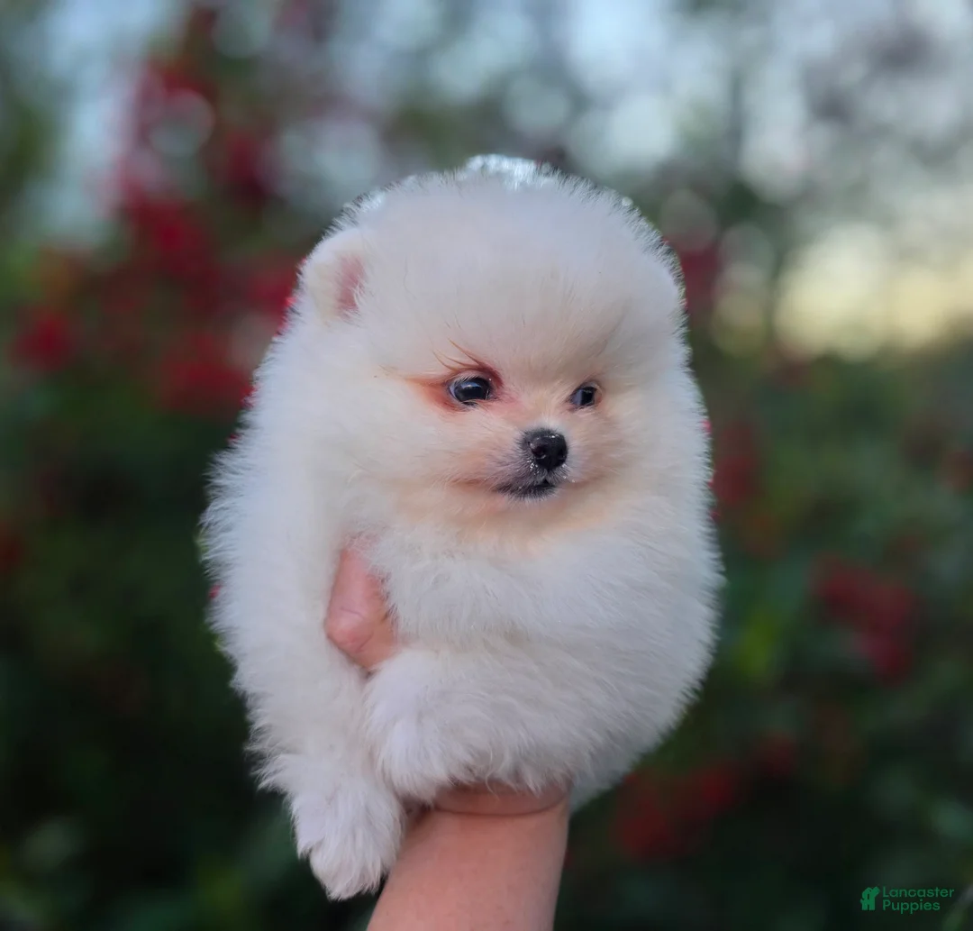 Pomeranian dogs for sale: Gabriel  - Ad 8