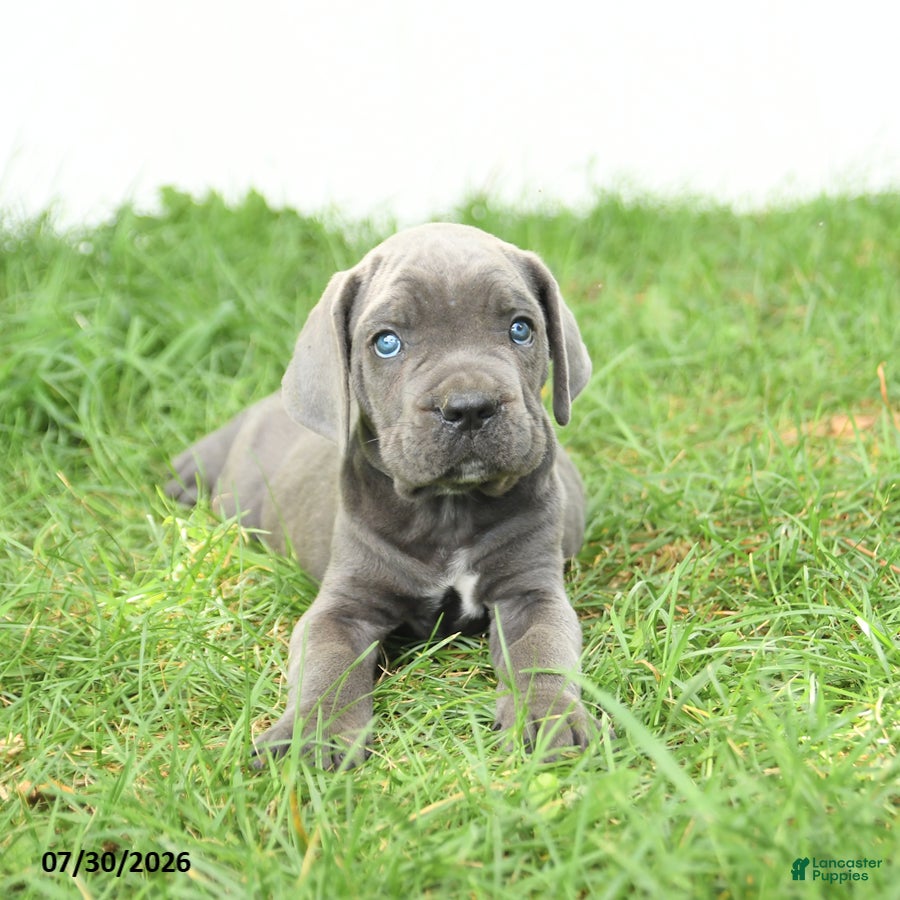 Cane Corso dogs Rookie - Ad 2