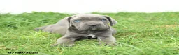 Cane Corso dogs for sale: Rookie - Ad 12