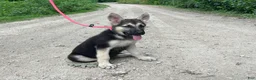 German Shepherd dogs for sale: Meadow - Ad 5