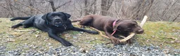 Labrador Retriever dogs for sale: Red - AKC English Lab - Ad 7