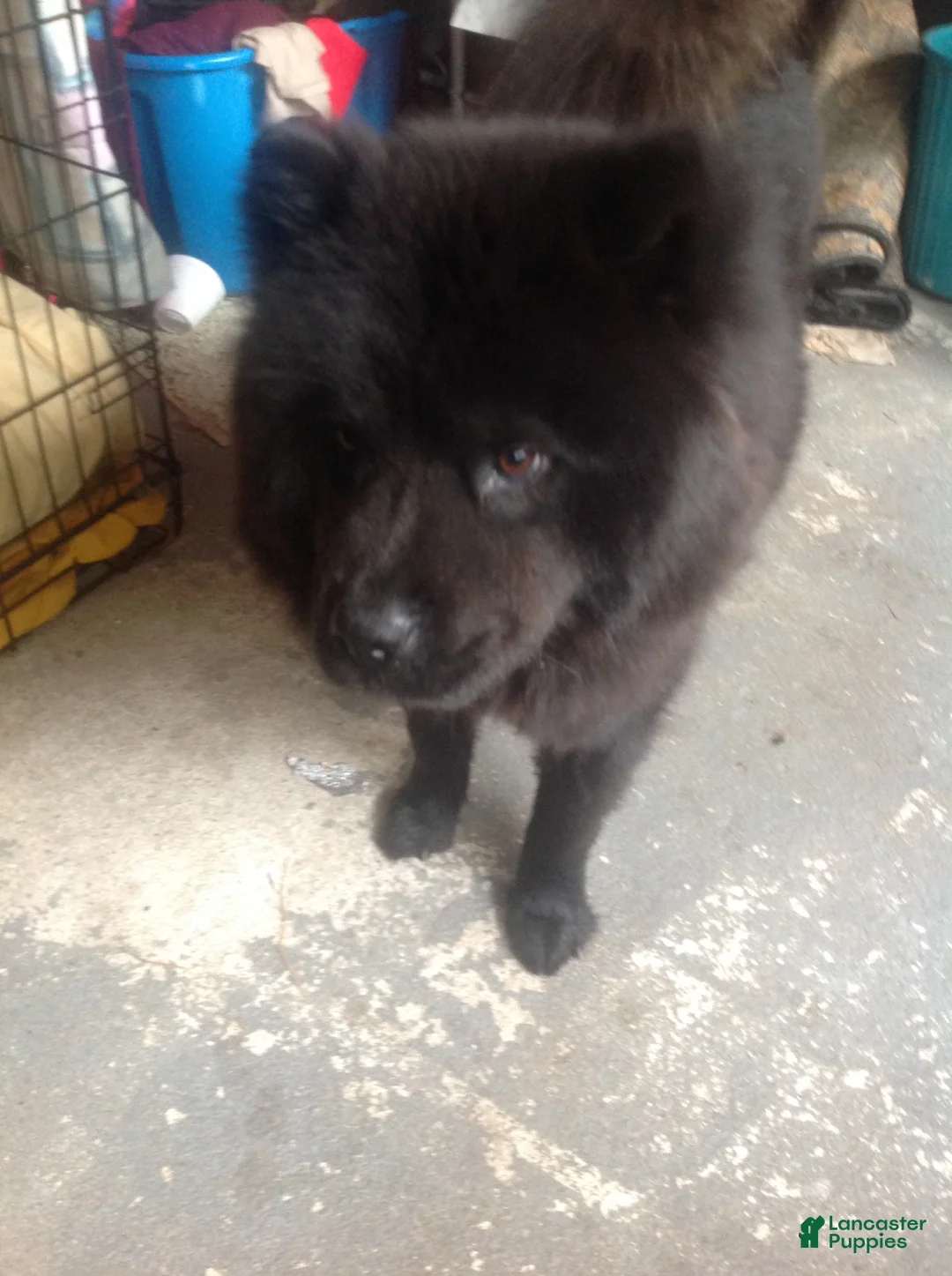 Mixed Breed dogs for sale: Mixed Breed Puppy 1 - Ad 2