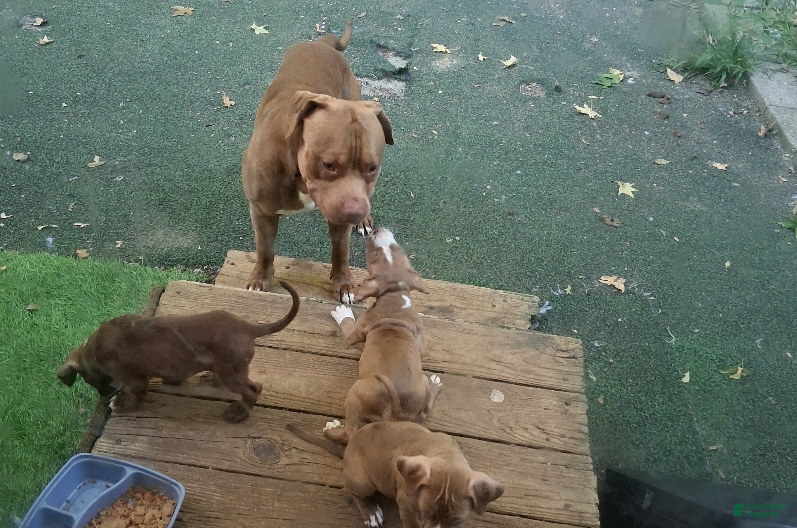 American Pit Bull Terrier dogs American Pit Bull Terrier 3 - Ad 42