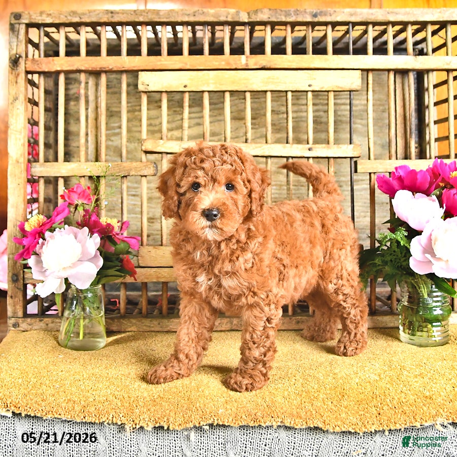Cavapoo dogs Dixon - Ad 1