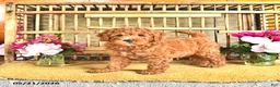 Cavapoo dogs for sale: Dixon - Ad 1