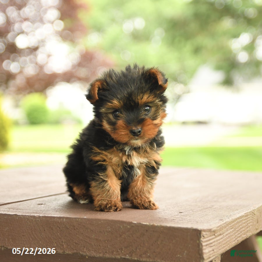 Yorkshire Terrier dogs for sale: Minnie - Ad 1