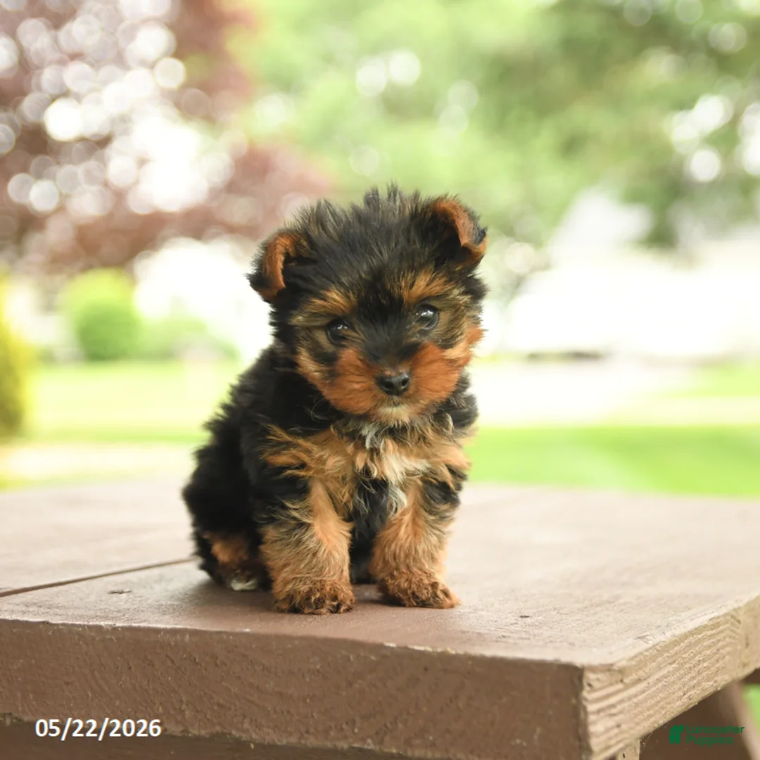 Yorkshire Terrier dogs for sale: Minnie - Ad 1