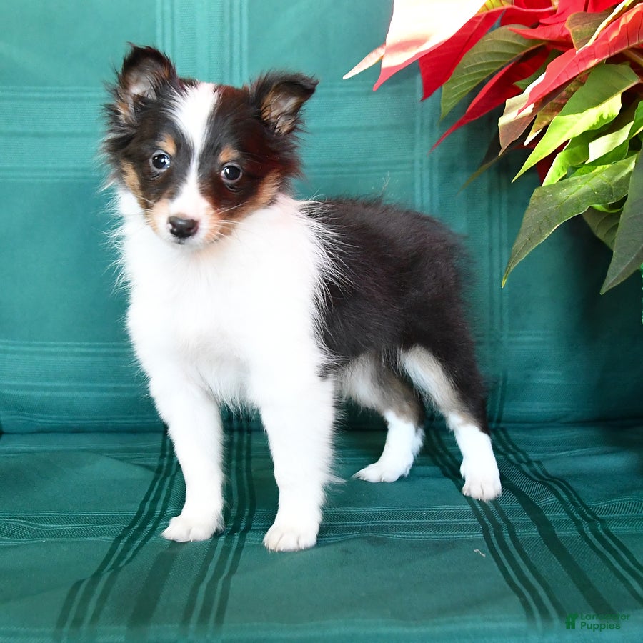 Shetland Sheepdog dogs Blackie - Ad 24