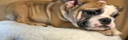 English Bulldog dogs for sale: Destiny  - Ad 4