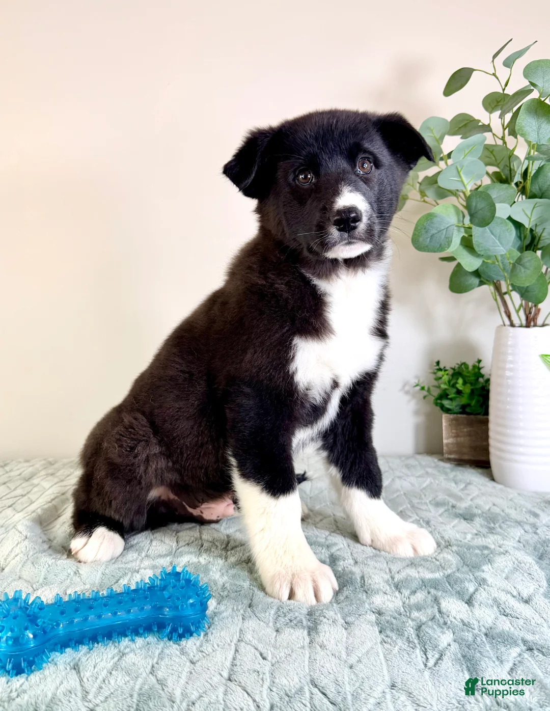 Gerberian Shepsky dogs for sale: Bastian - Ad 1