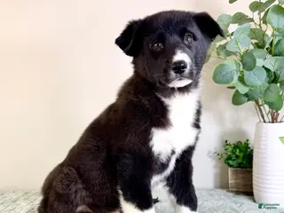 Gerberian Shepsky dogs Bastian - Ad 7