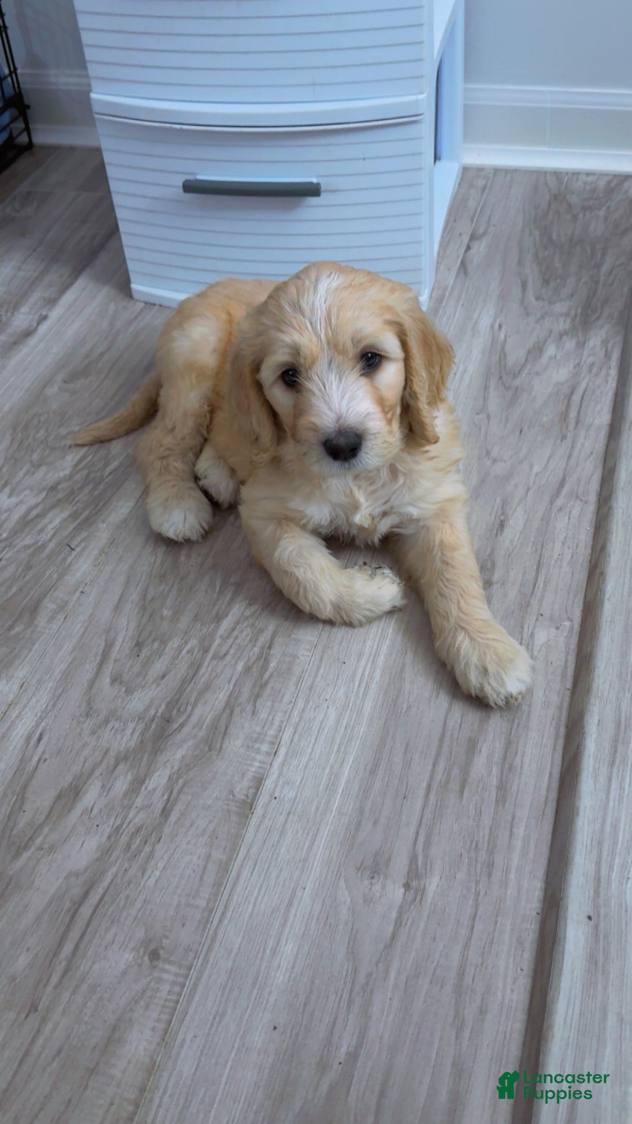 Goldendoodle dogs for sale: Goldendoodle Blue Puppy  - Ad 4
