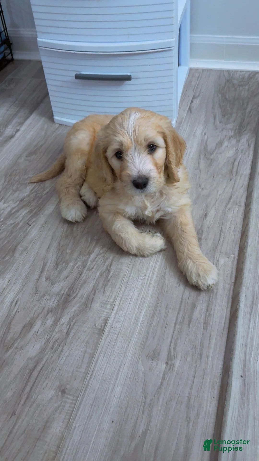Goldendoodle dogs for sale: Goldendoodle Blue Puppy  - Ad 1
