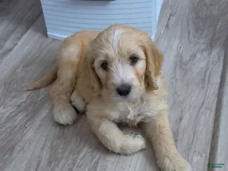 Goldendoodle dogs for sale: Goldendoodle Blue Puppy - Ad 4