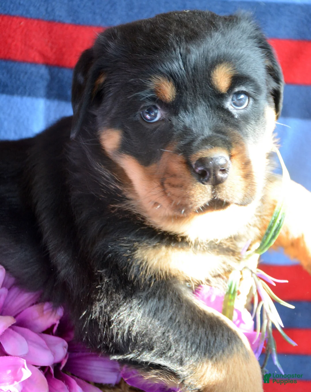 Rottweiler dogs for sale: Rottweiler Puppy 1 Rocky - Ad 1
