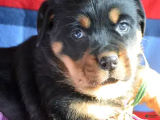 Rottweiler dogs Rottweiler Puppy 1 Rocky - Ad 24