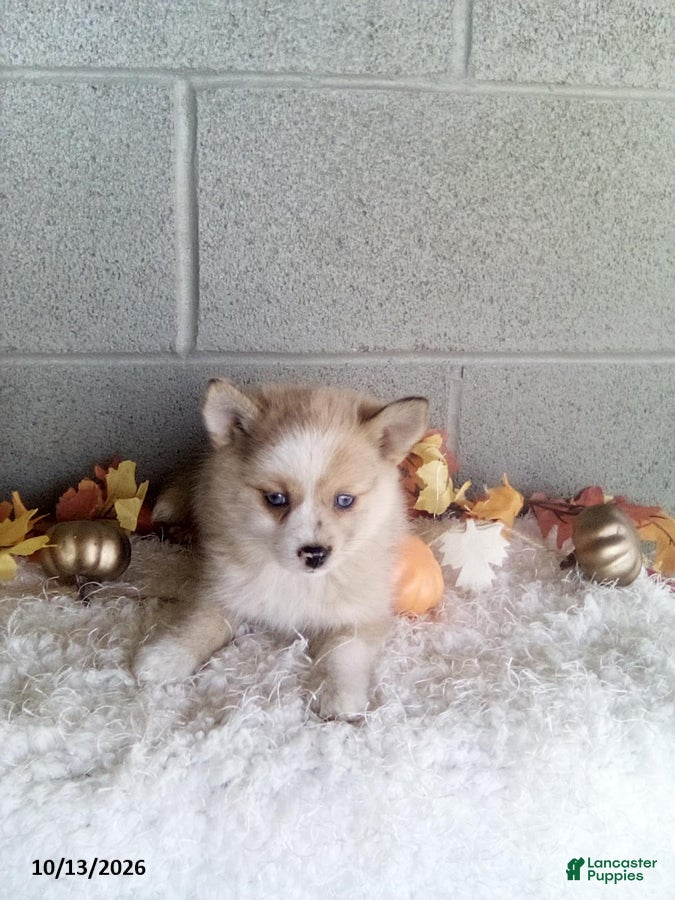 Pomsky dogs Luna - Ad 2