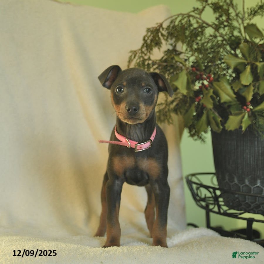 Miniature Pinscher dogs Lilac  - Ad 2