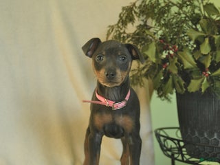 Miniature Pinscher dogs Lilac - Ad 1