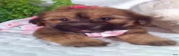 Yochon dogs for sale: Ginger  - Ad 3