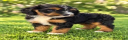 Mini Aussiedoodle dogs for sale: Shug  - Ad 1