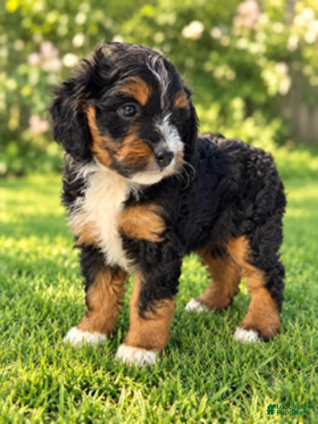 Mini Aussiedoodle dogs for sale: Shug  - Ad 1