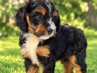 Mini Aussiedoodle dogs Shug - Ad 2