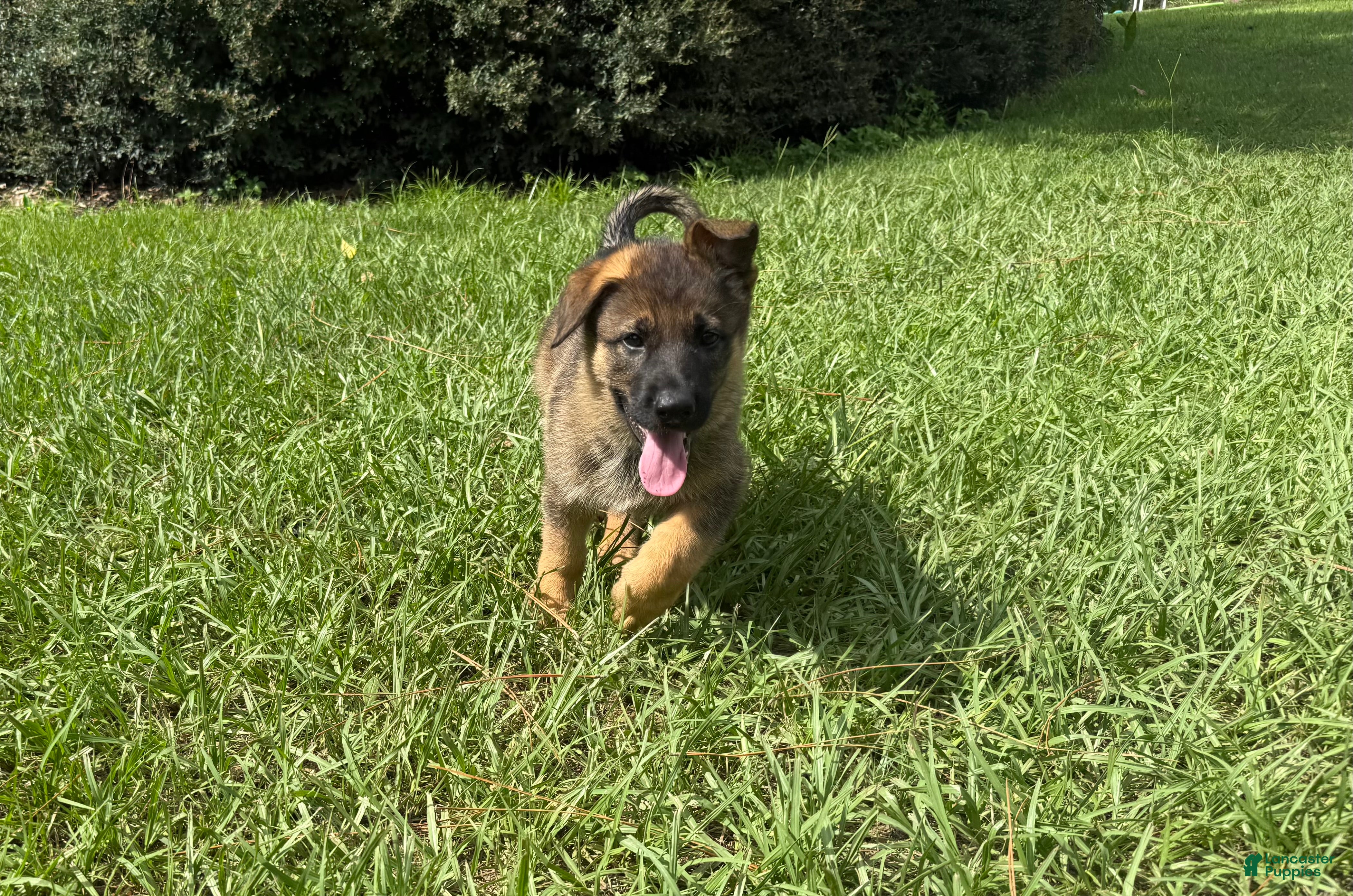 German Shepherd dogs Daphne - Ad 1