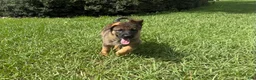 German Shepherd dogs for sale: Delilah - Ad 88