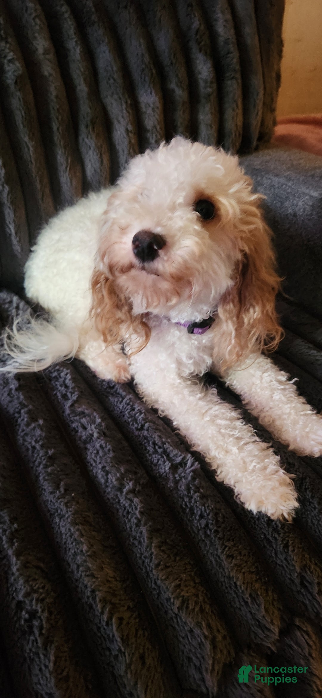 Mini Goldendoodle dogs for sale: Millie - Ad 3