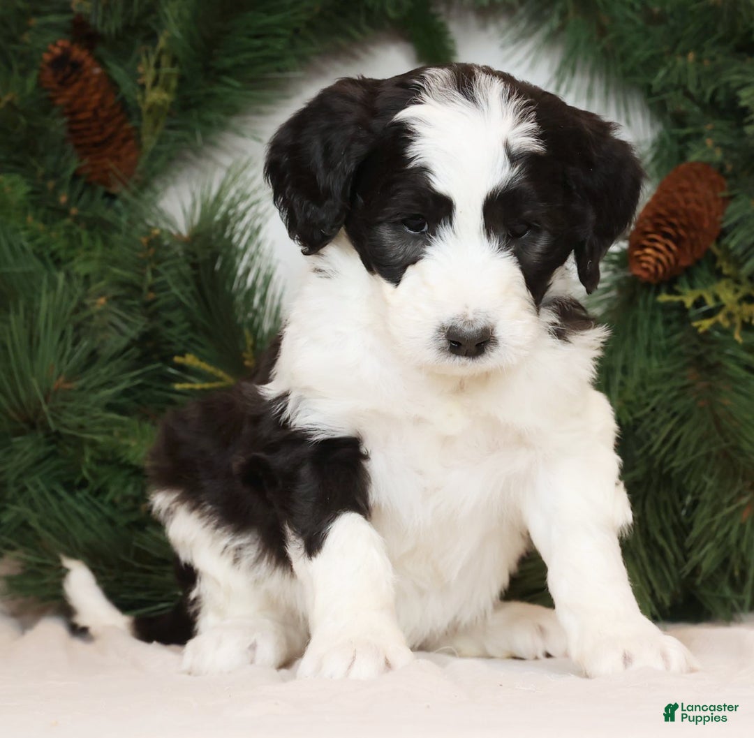 Saint Berdoodles dogs for sale: Lotty - Ad 5