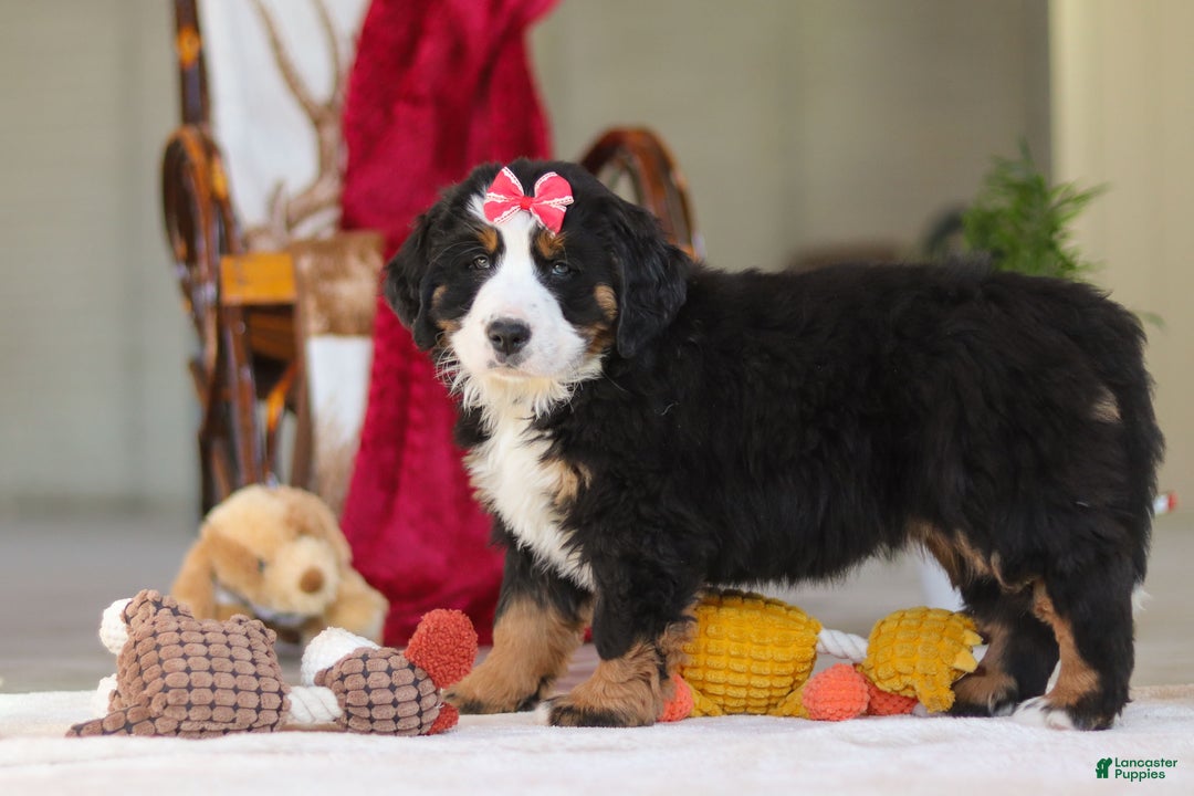 Bernese Mountain Dog dogs for sale: Bailey - Ad 7