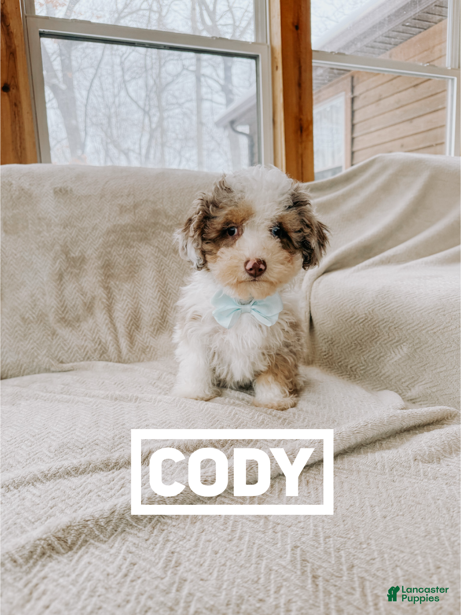 Toy Poodle dogs Cody - Ad 42