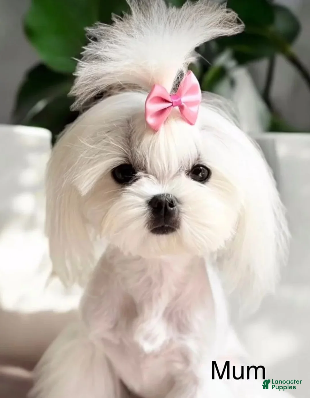 Maltipoo dogs for sale: We have 3 beautiful Maltipoo boys - Ad 7