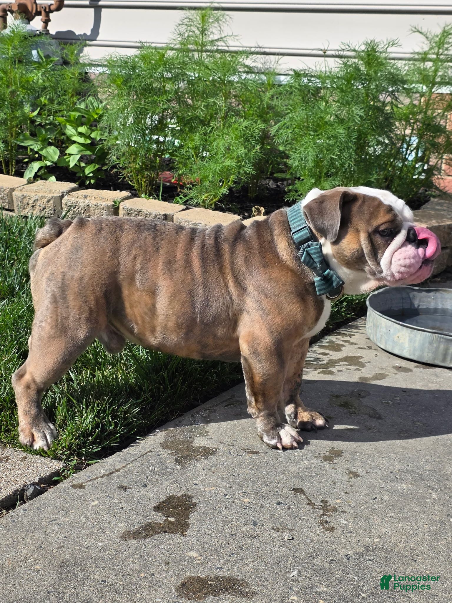 English Bulldog dogs Delta 8 - Ad 1