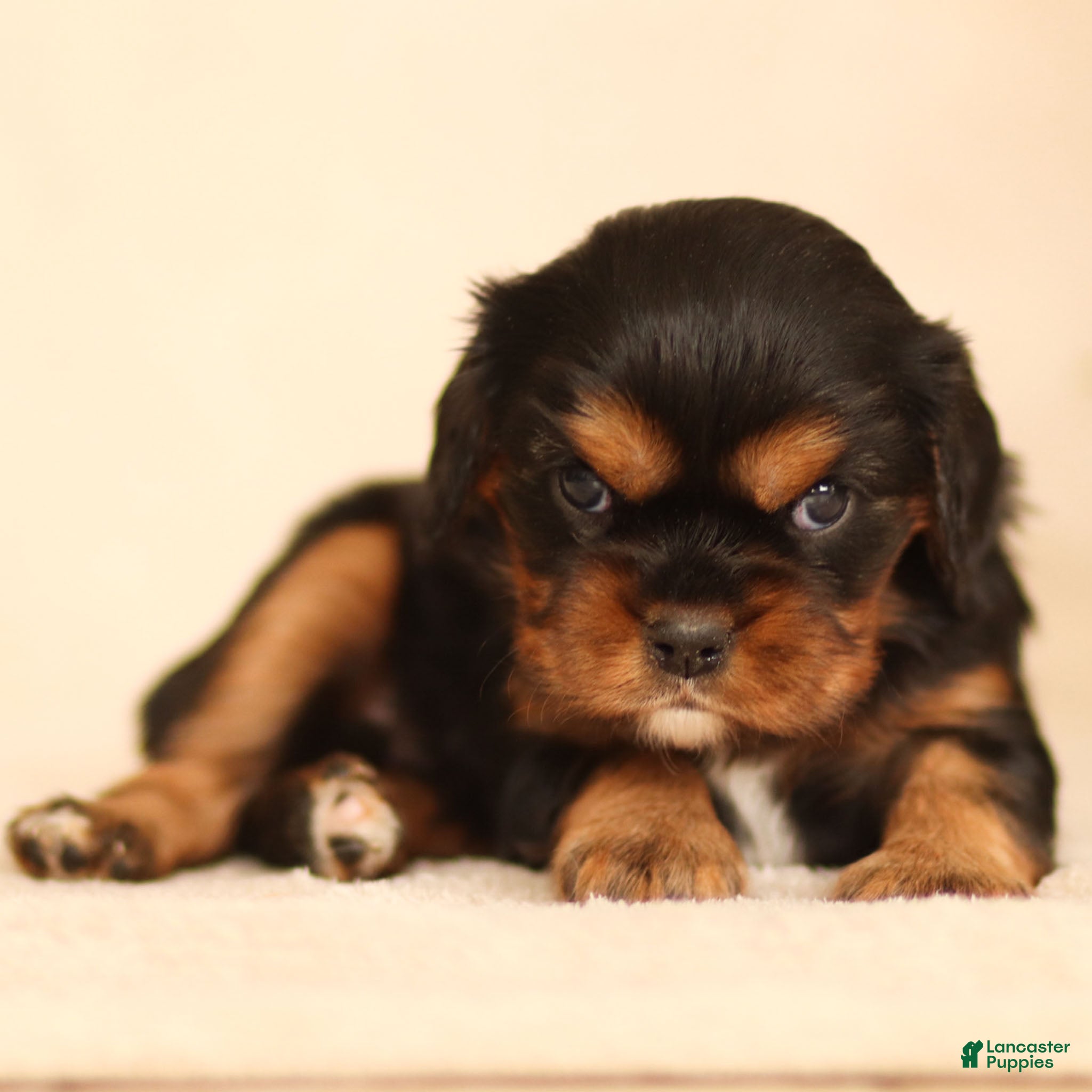 Cavalier King Charles Spaniel dogs Elain - Ad 10