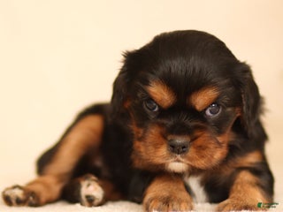 Cavalier King Charles Spaniel dogs Elain - Ad 10