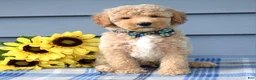 Goldendoodle dogs for sale: Hunter - Ad 1