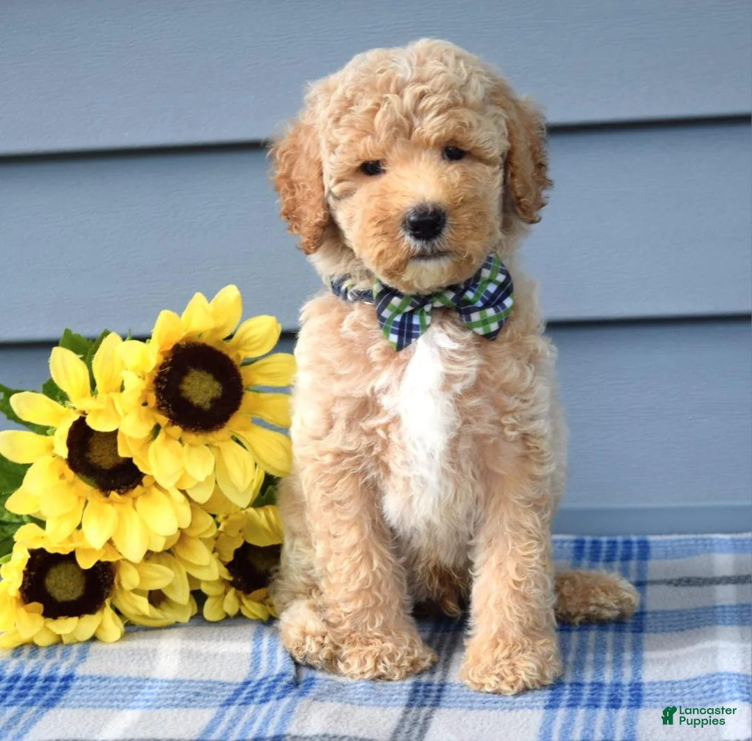 Goldendoodle dogs for sale: Hunter - Ad 1