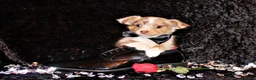 Chihuahua dogs for sale: Kreed - Ad 4