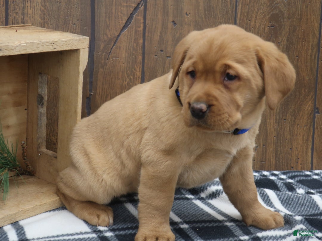 Labrador Retriever dogs for sale: Evergreen  - Ad 2