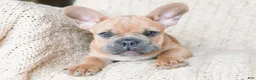 French Bulldog dogs for sale: Pauly AKC - Ad 5
