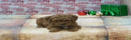 Goldendoodle dogs for sale: Mini Rusty - Ad 7