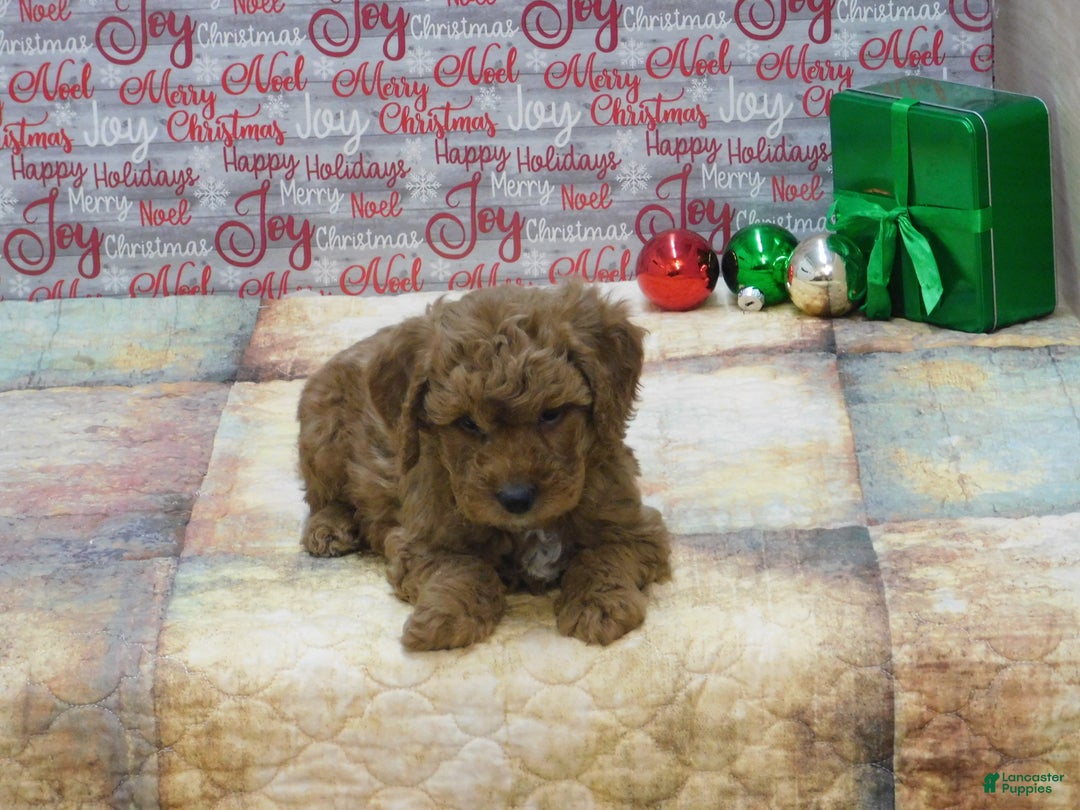 Goldendoodle dogs for sale: Mini Rusty - Ad 7