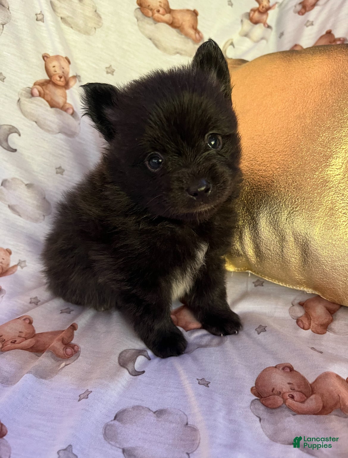 Pomeranian dogs Tuxedo Gentleman - Eddie M3 - Ad 1