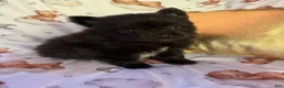 Pomeranian dogs for sale: Tuxedo Gentleman - Eddie M3 - Ad 1