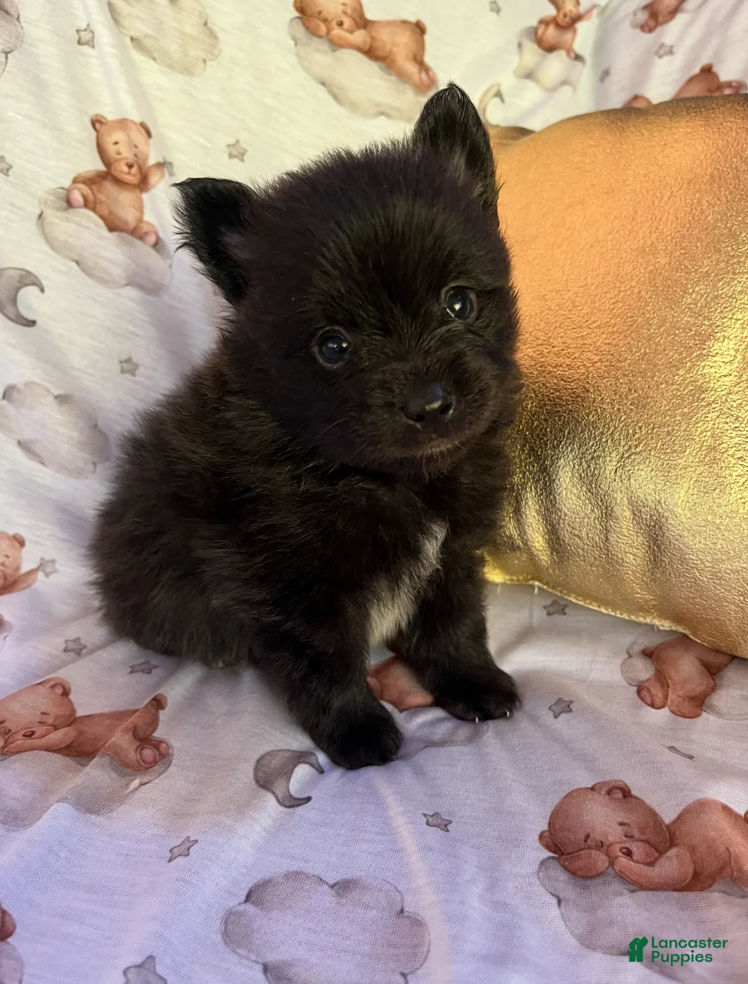 Pomeranian dogs for sale: Tuxedo Gentleman - Eddie M3 - Ad 1